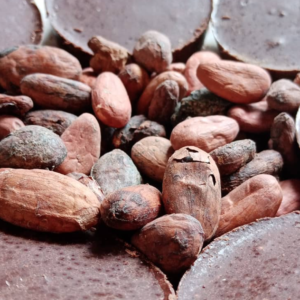 Semillas de cacao orgánico